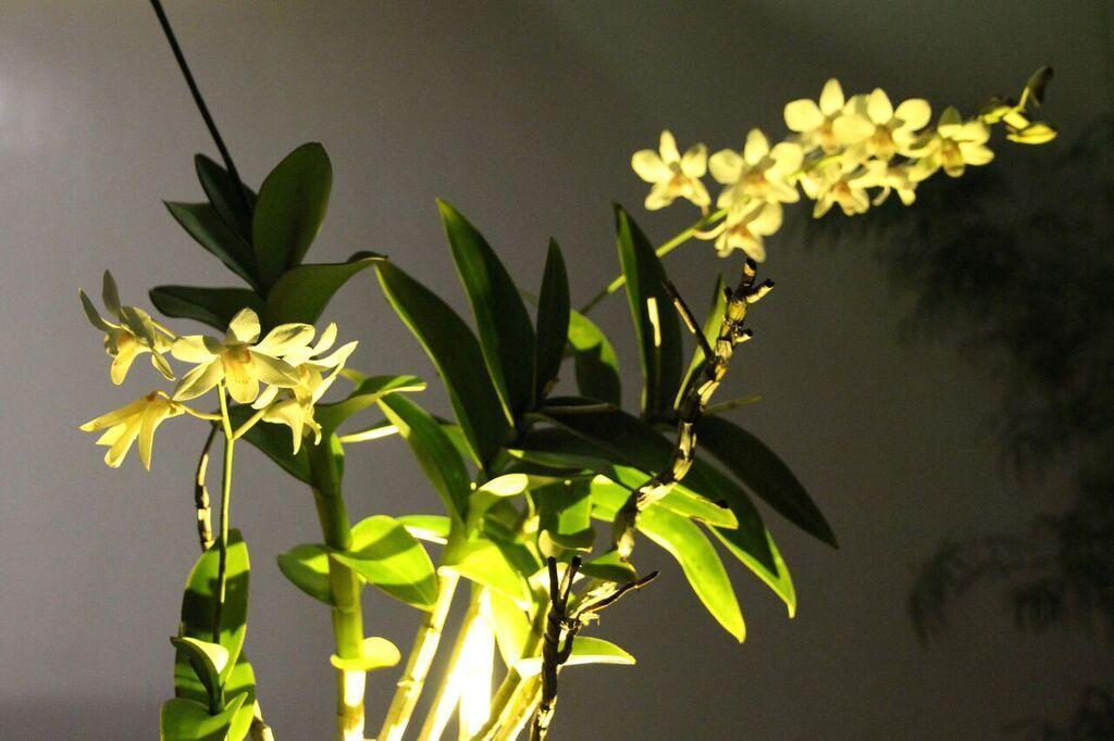 Orchid Lagan Place Palawan Puerto Princesa Bagian luar foto